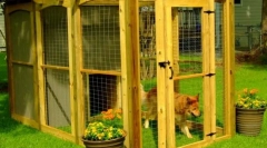 Woliers za pse (fotografije): hišna hiša